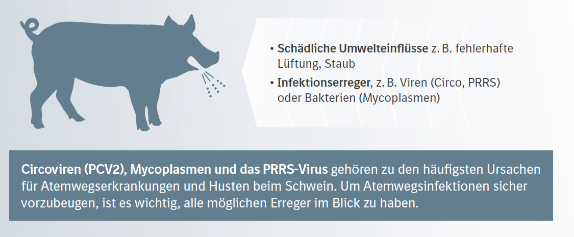 Lungengesundheit besser 3FACH schützen – Schweinekrankheiten